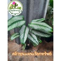 ราคา ต้นคล้าขุนแผนเรียกทรัพย์ (25410822191)