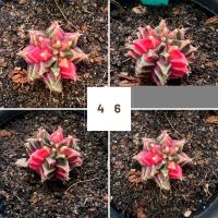 ราคา ยิมโนด่าง ยิมโนเชื้อด่าง ราคาถูก ไม้เมล็ด (22620370824)