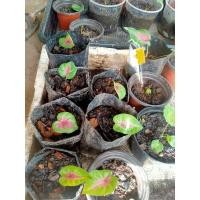 ราคา เบบี๋เงาะถอดรูป 3 ต้น 180 บาท (13329510305)