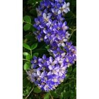 ราคา ต้นแก้วเจ้าจอมไม้มงคล (26863373244)