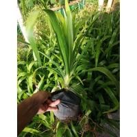 ราคา ต้นจันผา พร้อมปลูก พร้อมส่ง (10734285135)