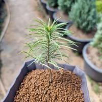 ราคา White pine bonsai japanese สนขาวญี่ปุ่น ไม้ทำบอนไซหายากกว่าสนดำ ราคาสูง สินค้าตามรูปพร้อมส่งครับ Bonsai ต้นสน ไม้ประดับ (9095765593)