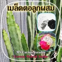 ราคา เมล็ดตอลูกผสม ตอลูกผสม เมล็ดตอกราฟแคคตัส (17934051971)