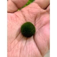 ราคา มาริโมะญี่ปุ่นแท้ (Marimo Moss Ball) ขนฟูนุ่มนิ่ม นำเข้าแท้จากญี่ปุ่น (28088538766)
