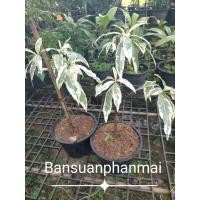 ราคา ต้นเบาบับ ใบด่าง ต้นเสียบยอด สูง 30-40 ซม. กระถาง 8 นิ้ว (41506498302)