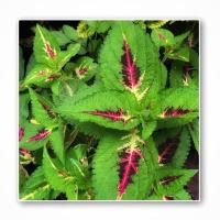 ราคา ต้นฤาษีผสม (Coleus) (8132373911)