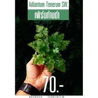 ราคา ต้นเฟิร์นก้านดำ Adiantum Tenerum SW. (24869609144)