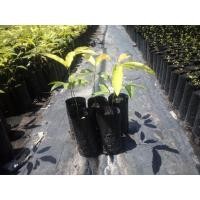 ราคา ต้นหมากค้อแลนหรือหมากแงวขายเป็นชุด3ต้น100บาท (6555682702)