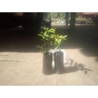 ราคา ต้นผักหวานป่าสีทองเพาะเมล็ดขายเป็นชุด2ต้น90บาท (7576922545)