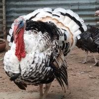 ราคา ไข่เชื้อไก่งวงนำไปฟักเป็นตัวจำนวน6ฟอง (20272622143)