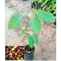 ราคา ต้นลูกเนียง ลูกเนียงใต้ (16924159884)