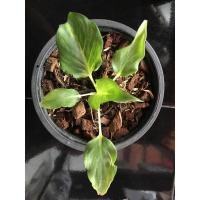 ราคา เสน่ห์จันทร์ขาว มีรากแล้ว (12939908729)