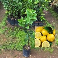 ราคา ต้นเลม่อน พันธุ์ เลม่อนลิสบอน (Lisbon Lemon) เลม่อนไร้เมล็ด กิ่งตอน ให้ผลไว 1ปี (รับประกัน ส่งใหม่ฟรี หากสินค้าเเสียหาย) (43758740964)