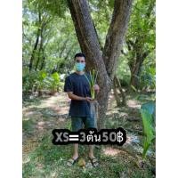ราคา XS 3ต้น50 #ต้นบอนกระดาด #บอนกระดาดยักษ์ #บอนยักษ์ #บอนกระดาด (13412894033)