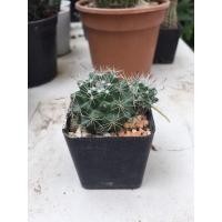 ราคา แมมตะขอดอกเหลือง mamillaria beneckei (10730876730)
