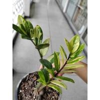 ราคา กวัก​มรกต​ด่าง​ กวัก​ด่าง​ (41606395227)