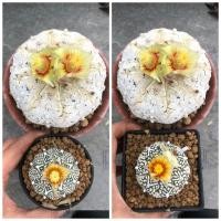 ราคา No.28 asterias super v type x asterias super v type 'snow' (7632263752)