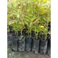 ราคา ต้นอังกาบหนูไซส์เล็กขายเป็นชุด 4 ถุง 100 บาท (22130935960)