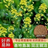 ราคา เมล็ดพันธุ์วัสดุเมล็ดมัสตาร์ดขาว เมล็ดพันธุ์มัสตาร์ดขาว ผงเมล็ดมัสตาร์ดขาว เมล็ดมัสตาร์ด เมล็ดมัสตาร์ดขาว (53104049934)