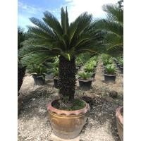 ราคา ต้นปรงญี่ปุ่น ใช้จัดสวนกลางแจ้ง สนใจสอบถามแม่ค้าก่อนนะคะ (20544444064)