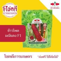 ราคา ข้าวโพด มณีแดง F1 ข้าวโพดม่วง เมล็ดพันธุ์ข้าวโพด ข้าวเหนียว สีม่วง ลูกผสม ตราศรแดง บรรจุ 200 กรัม (47800739564)