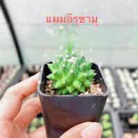 ราคา NEW❤️ แมมอิรุซามุ กระบองเพชร แคคตัส cactus ไม้อวบน้ำ (20484546767)