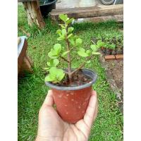 ราคา ต้นไม้มงคล ช้อนเงินช้อนทอง (15593321995)