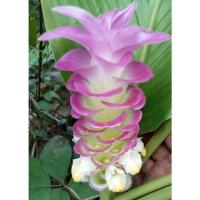 ราคา ว่านเทพประชุมพร 1หัว เป็นศิริมงคลร่มเย็นแก่คนในครอบครัว ไม้มงคล ว่านเทพประชุมพร ว่านเทพประทานพร ว่านเทพประทานพร (21527419198)