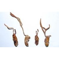 ราคา เมล็ด ถูก็ด ว่านจั๊กจั่น หรือ ว่านต่อเงินต่อทอง ว่านจั๊กจั่นพญาว่านจั๊กจั่นเรไร เห็ดจั๊กจั่น ว่านมงคล เรียก ผักบุ้ (19787894511)