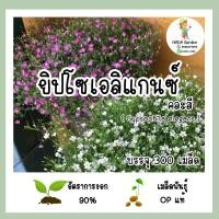 ราคา เมล็ด ดอกยิปโซเอลิแกรนซ์ คละสี 300เมล็ด Gypsophila elegans ปลูกง่าย อัตราการงอกสูง (40405436517)