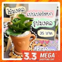 ราคา เปปเปอร์หยก ธูปมงคล ต้นไม้มงคล (6445007877)