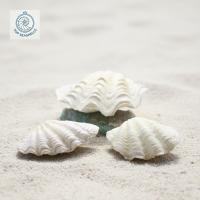 ราคา เปลือกหอยยักษ์ - ภรักธรรมชาติ - เปลือกหอยตกแต่งหลายขนาด - เปลือกสวยงาม (52052023923)