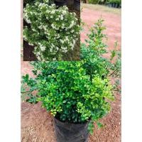 ราคา ต้นแก้วแคระ พันธุ์แคระ ติดดอกดก ดอกกลิ่นหอมสดชื่น ดอกออกตลอดปี ต้นพร้อมปลูก (19095129181)