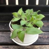 ราคา SALE ต้นวาสนาเพิ่มพูล ต้นไม้ฟอกอากาศ ต้นไม้มงคล เหมาะสำหรับไว้ตั้งโต๊ะทำงาน ตั้งภายในบ้าน (7630112426)