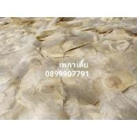 ราคา เมล็ดเพกาเตี้ย /ลิ้นฟ้าเตี้ย 300เมล็ด เมล็ดคุณภาพพร้อมวิธีเพาะ (8445409990)