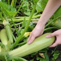 ราคา （สินค้าพร้อมส่ง）เมล็ดซูกินี เมล็ดพันธุ์แตงญี่ปุ่น ซูกินีงอกง่าย โตไว ลูกดก (53803940044)