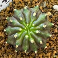 ราคา ❤️❤️มีส่งด่วน❤️❤️ยิมโน โคลน Midnight Brownie/Cactus /Gymno/Gymnocalycium/แคคตัส/ยิมโนด่าง/ไม้ชำหน่อ​ (53756109658)