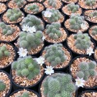 ราคา รีบูเทีย ดอกขาว ไม้ฟอร์มกอ ดอกน่ารัก แคคตัส จากฟาร์ม cactusdreamyok ต้นไม้ กระบองเพชร cactus (2381366513)