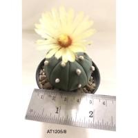 ราคา แคคตัส กระบองเพชร แอสโตรไฟตัม (Astrophytum) (16465575907)