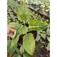 ราคา ว่านเสน่ห์จันทร์ขาวกลาย Homalomena lindenii plant mutation (25252979099)