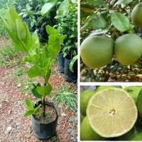 ราคา ต้นมะนาวยักษ์มะนาวแปลกลูกใหญ่เท่าส้มโอน้ำเยอะแบบชำกิ่งสูง 45-50 cm (19990986198)