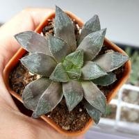 ราคา ฮาโวเทีย ☁Haworthia☁ ไม้อวบน้ำ (893911705)