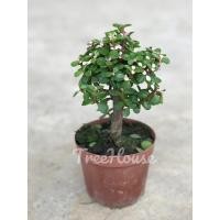 ราคา ปะการังสายรุ้งใบเขียวแบบต้นเดียวไม่มีดอก มีแต่ใบเขียวล้วน ไม้เพาะเมล็ด กระถาง 4 นิ้ว (4882874877)