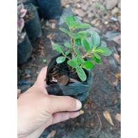 ราคา ต้นช้อนเงินช้อนทอง ไม้มงคล (18587048471)