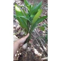 ราคา ต้นหมาก ต้นถอนหมากสูง หมากกินได้ ชุด11ต้น (14042610135)