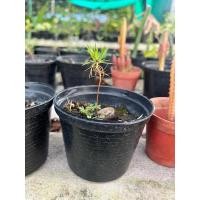 ราคา ต้นกล้าสนดำญี่ปุ่น Japanese black pine กระถาง 4 นิ้ว แตกใบจริงแล้วเพาะเมล็ดสำหรับทำบอนไซbonsai (21577891951)