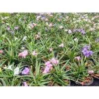 ราคา ต้นต้อยติ่งแคระ ต้อยติ่งฝรั่ง ต้อยติ่งเทศ กระถาง6นิ้ว (29359825442)