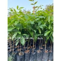 ราคา ต้นมะฮอกกานี สูง 60 เซนติเมตร (27980601830)