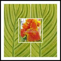 ราคา พุทธรักษาใบลายสีส้มเข้มขอบเหลือง 1หน่อ ไม้มงคล พุทธรักษาใบด่าง หน่อ เหง้า พุทธรักษาใบลายสีส้มขอบเหลือง (9812614721)