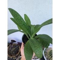 ราคา ว่านรวยไม่เลิก ไม้มงคล (11551471595)